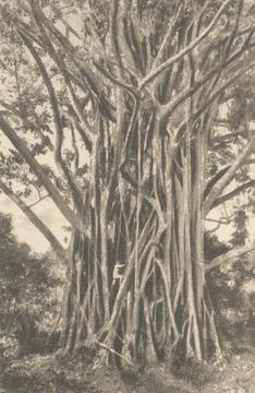 Ficus elastica, rubber tree in Sumatra